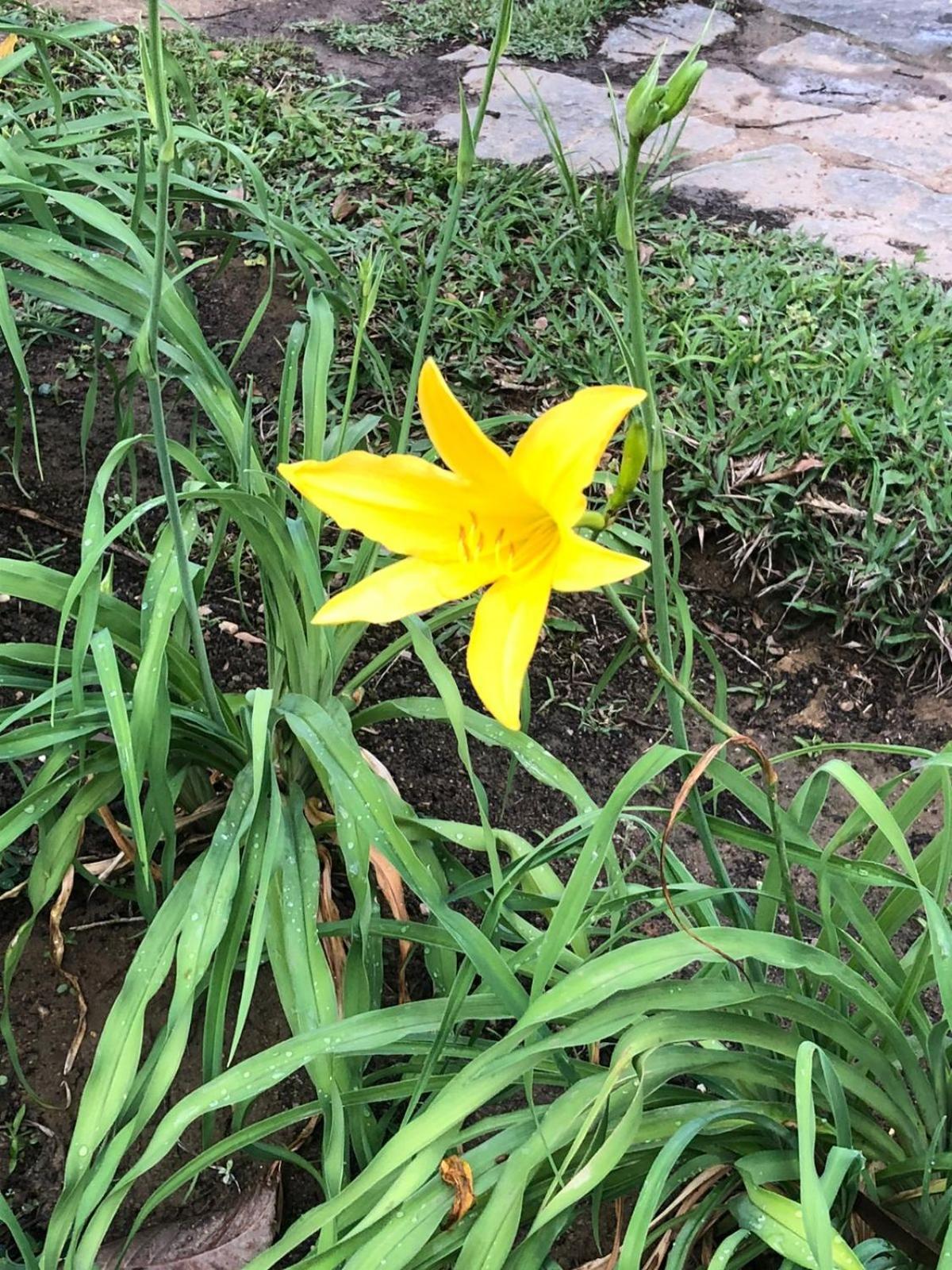 Casa Acucena No Sitio Gaia Magia Miguel Pereira Rj Hotel Eksteriør billede